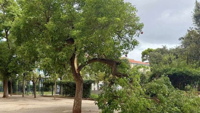 napoli via ruoppolo tronco d albero si spezza in due