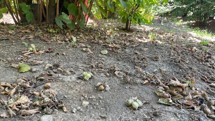 crisi nocciolicoltura nel baianese l appello di salvatore alaia alla regione