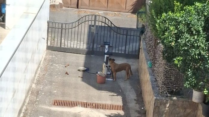 cane legato e lasciato morire a giugliano leal pena esemplare per padrona