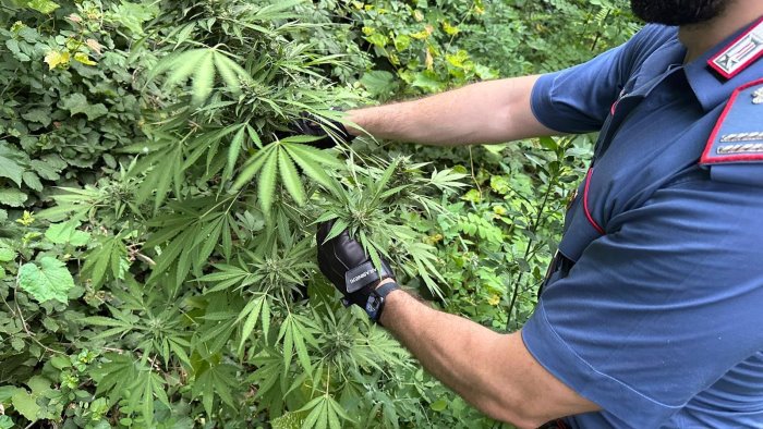 cannabis pronta per essere raccolta scatta il sequestro dei carabinieri