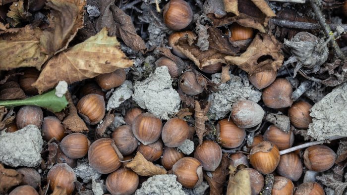 coldiretti campania tavolo verde sulla cascola delle nocciole