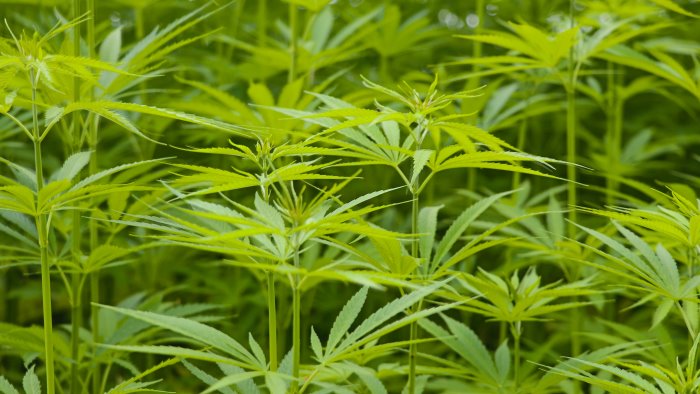 piantagione canapa lei non c entra obbligo firma per 48enne libera la donna