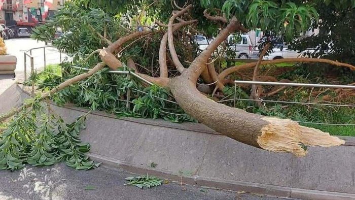 piazza degli artisti un altro grosso ramo si abbatte sulla strada ora basta