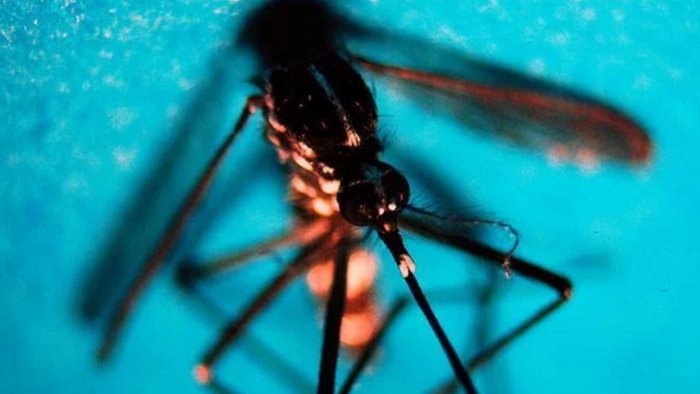 west nile ecco gli interventi di disinfestazione a caivano