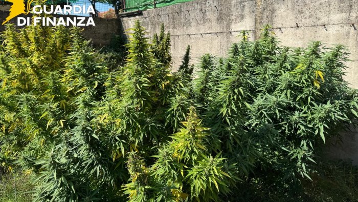 piantagione di marijuana nel giardino di casa due arresti