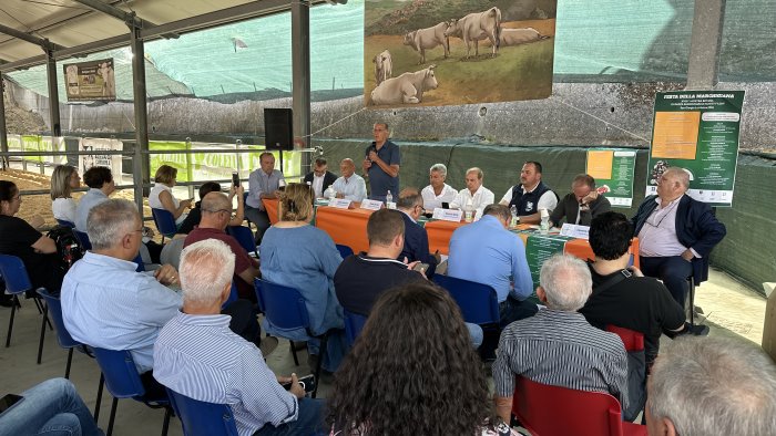 san giorgio la molara celebra la marchigiana qui una capitale dell allevamento