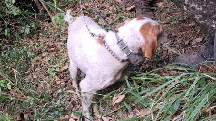 cane da caccia bloccato in una roccia liberato dai vigili del fuoco