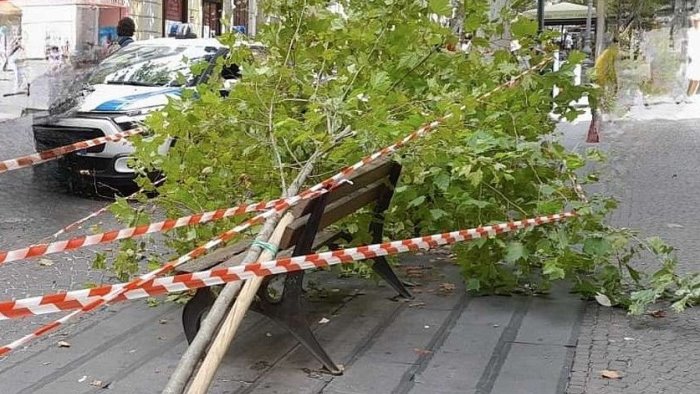 cade un altro albero a napoli oramai e una strage