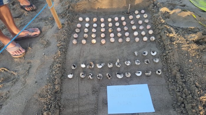 spettacolo sulla spiaggia di battipaglia sono nate 23 tartarughine caretta