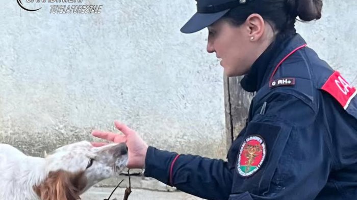 senerchia i carabinieri trovano cani morti erano senza acqua e cibo da giorni