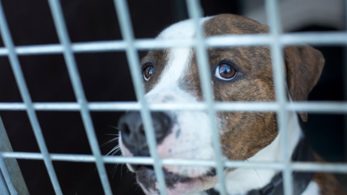 due sessantenni fanno morire di stenti quattro cani a senerchia