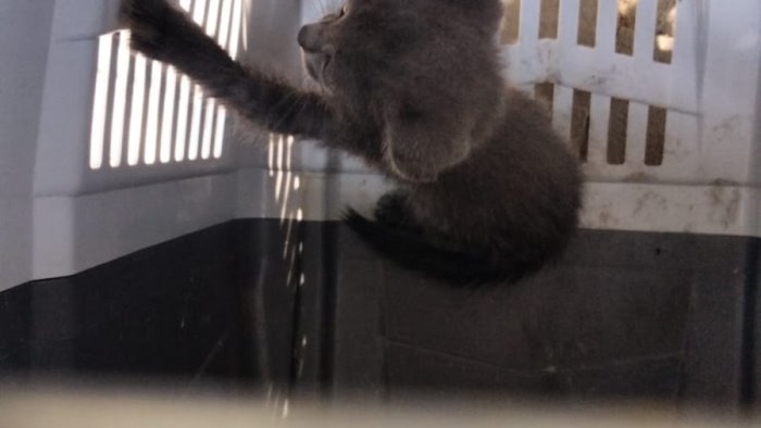 gattino nel motore di un auto a benevento salvato dalla municipale