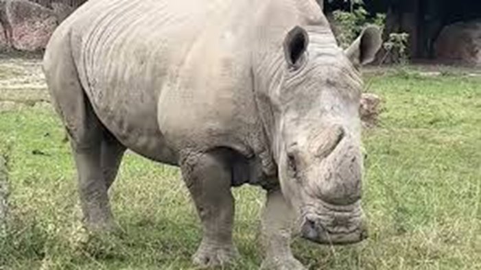 e morto benno il rinoceronte viaggiatore che venne dall america nell 80