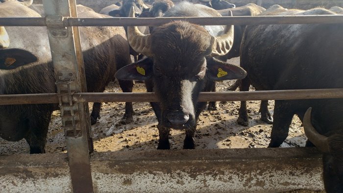 coldiretti campania crolla la quantita di latte di bufala dop congelato