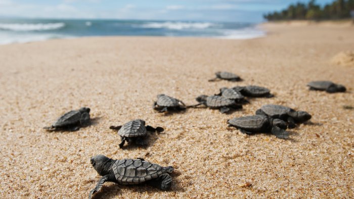 tartarughe caretta caretta estate da record per i nidi in campania