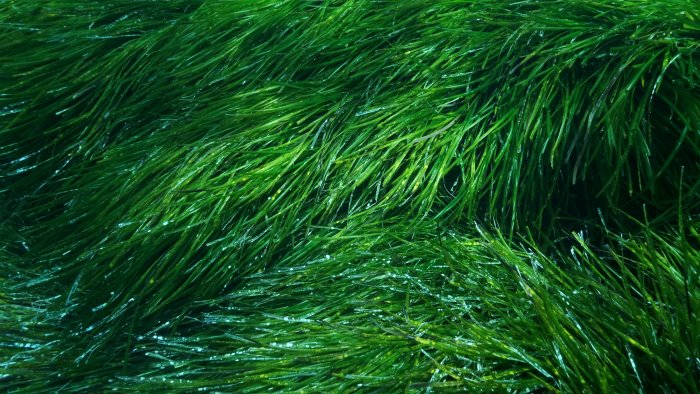 ambiente nel salernitano progetto per tutela posidonia oceanica