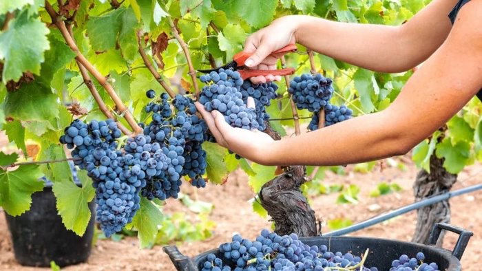 vendemmia 2025 in italia si prevede un ottima annata