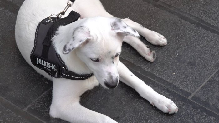 abbandono degli animali in estate un emergenza che si ripete