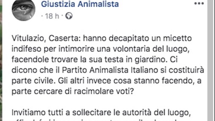 orrore testa mozzata di un gattino davanti casa animalista