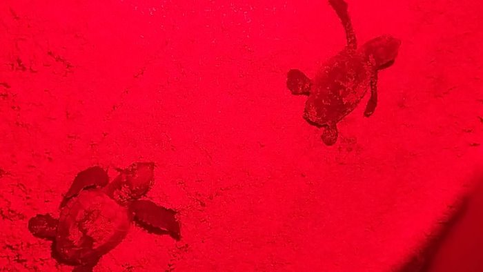 cilento terra di tartarughe 62 nuove nascite a san mauro