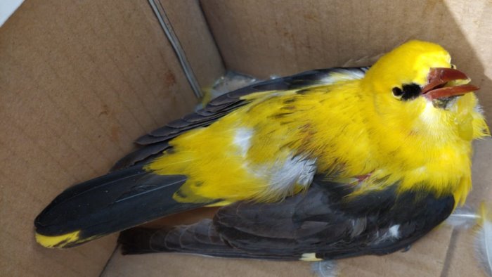 volontari lipu salvano splendido esemplare di rigogolo ferito