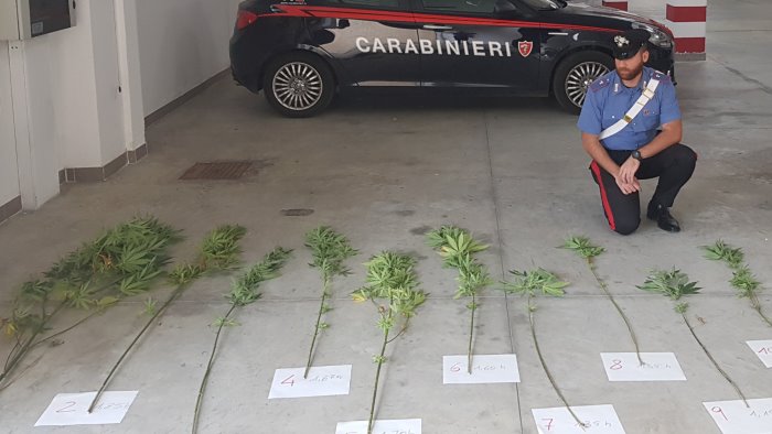 scoperta piantagione di marijuana a caselle arrestato 59enne