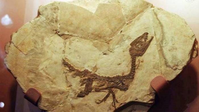 convento san felice in mostra storia del baby dinosauro ciro