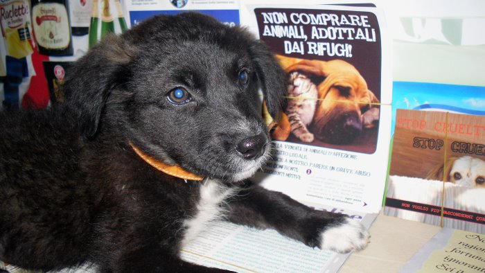 cura i randagi di cui non si occupa il comune viene multata