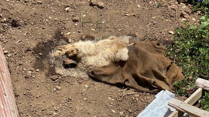 buttato giu da un ponte in un sacco ritrovato cane morto