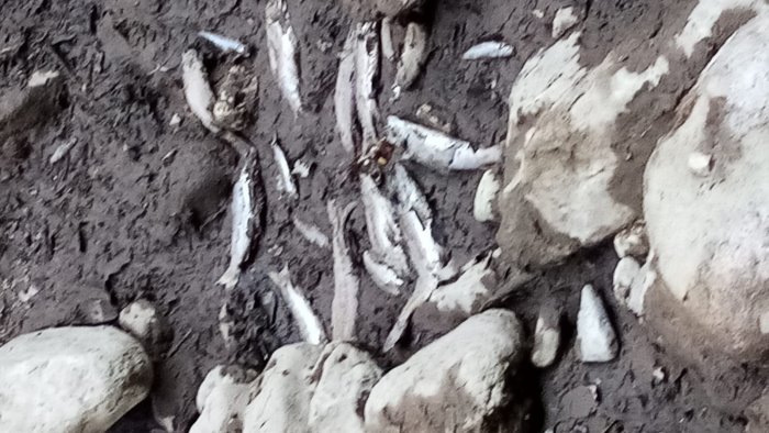 disastro fiume calore morto insieme alle specie animali che lo popolavano