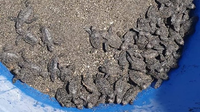 sorpresa a maiori 82 piccole tartarughe spuntano dalla sabbia