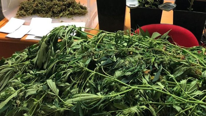 coltiva marijuana nel suo terreno a cervinara arrestato 37enne