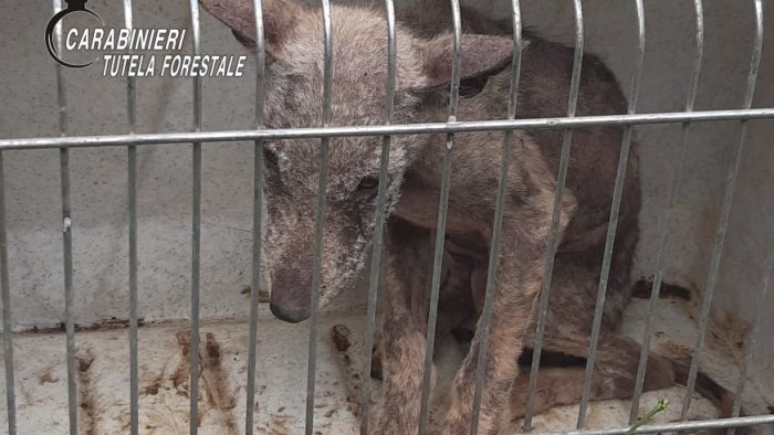 montella trovato sui monti picentini un cucciolo di lupo