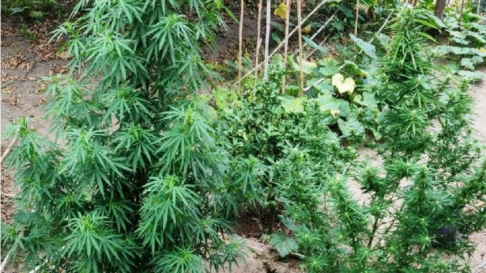 barano d ischia coltiva marijuana nel giardino denunciato