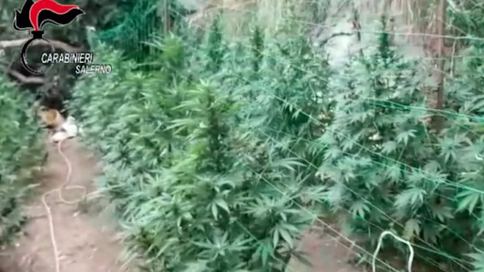 maxi piantagione di marijuana nei pressi del fiordo di furore