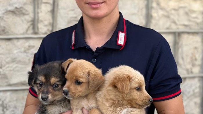 bisaccia cuccioli abbandonati salvati dai carabinieri forestali