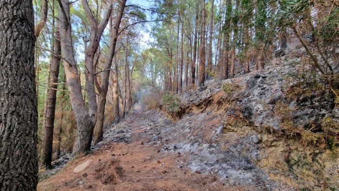 castellabate rogo boschivo soccorsi impegnati a ridosso dell ex castelsandra