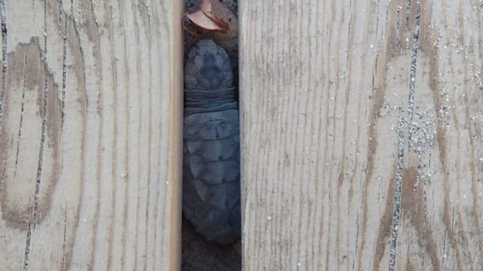 tartarughe scoperto un altro nido non segnalato a camerota sono 25 in campania