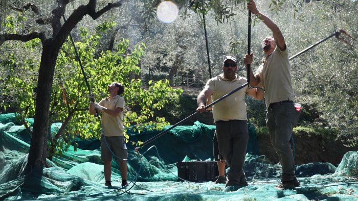 ad anacapri il primo open day negli oliveti dell oro di capri