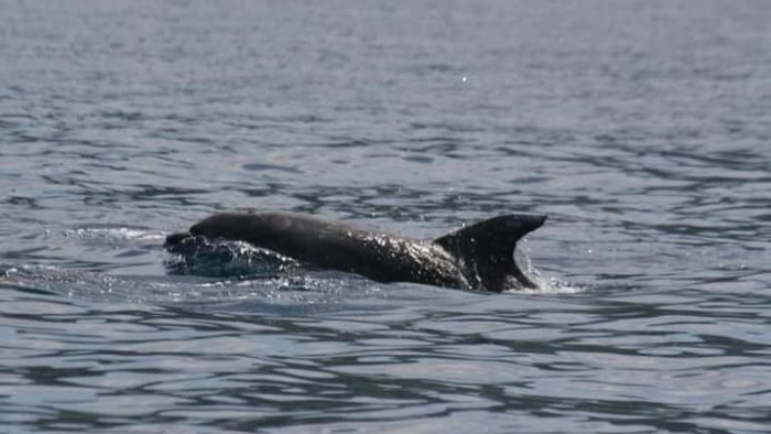 massa lubrense area marina di punta campanella il corso per dolphin watching