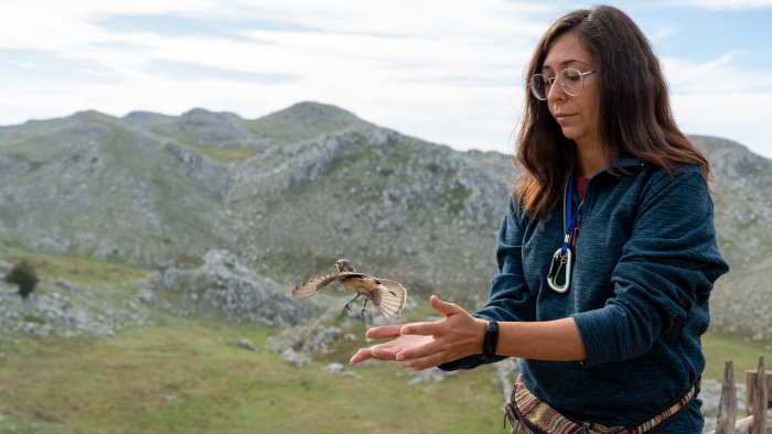 uccelli migratori sul monte cervati la prima indagine del sud italia