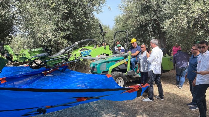 al via la campagna di raccolta delle olive il primo olio campania igp