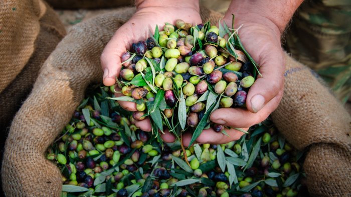 olive quest anno raccolta in calo e prezzi in aumento