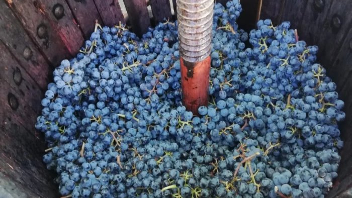 vendemmia e cultura contadina pigiatura dimostrativa con i piedi a bisaccia