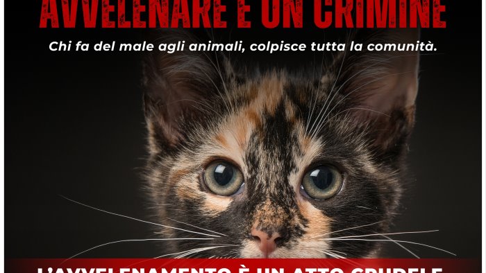 castel san giorgio campagna contro avvelenamento e maltrattamenti sugli animali