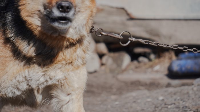 benevento cane in condizioni gravi lndc animal protection chiede sequestro