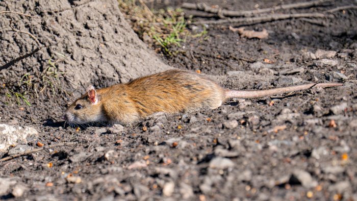 topi nel centro storico di benevento la denuncia del comitato