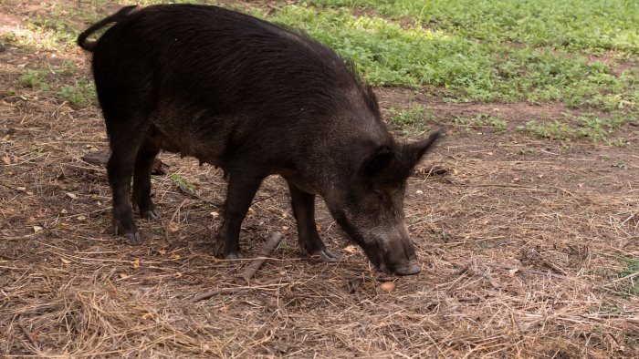 mercato san severino cinghiali vaganti richiesta task force