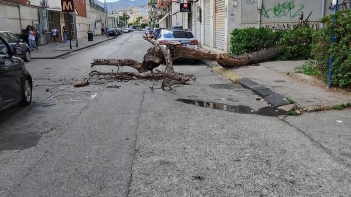 salerno ancora un albero caduto in citta