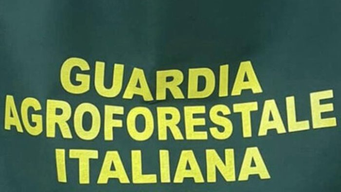 abbandono di rifiuti la segnalazione della guardia agroforestale italiana